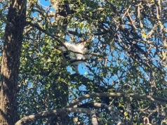 Zaplątał się i spędził na drzewie kilka dni. Niecodzienna akcja strażaków pod Ciechanowem
