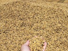 Ożywienie na rynku zbóż. Ceny żyta i pszenicy w górę. Raport z 22 kwietnia