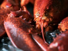 Nowe badanie mocno komplikuje wygodną tezę, że homary “nic nie czują”