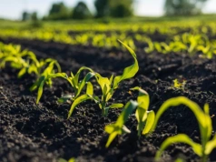 Gdy gleba sucha zastosuj w kukurydzy herbicydy nalistne