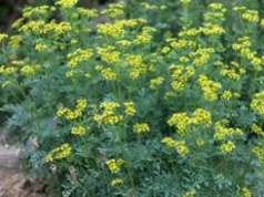 Rośliny inwazyjne w Polsce. Ekspert wyjaśnia, kiedy stają się problemem