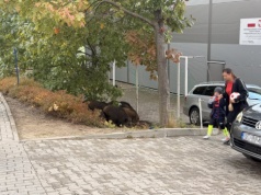 91 zgłoszeń w 3 miesiące. Dziki opanowują Olsztyn?