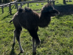 W zoo w Lisowie urodziła się wielbłądzica