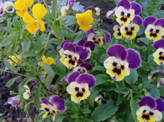 Wystarczy ten jeden nawyk po posadzeniu bratków. Kwiaty będą utrzymywać się wyjątkowo długo