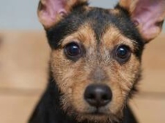 Wrocław: W tych gabinetach zaczipujesz i wykastrujesz psa lub kota za darmo!