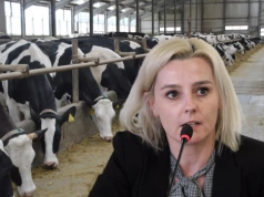 Koniec taniego mleka z Polski? Hodowcy muszą pilnie zmienić strategię