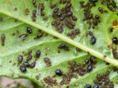 Zrób to, a drzewa ci podziękują. Mszyce będą uciekały, gdzie pieprz rośnie