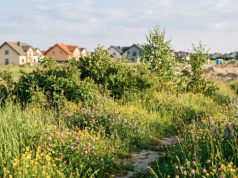 Kupiłeś działkę, a tam chroniony chrząszcz. W ten sposób możesz stracić dorobek życia