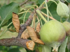 Kiedy stosować Vaxiplant SL w sadach jabłoni i gruszy?