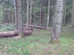 Tragiczny wypadek przy wycince drzew. 43-latek zginął na miejscu