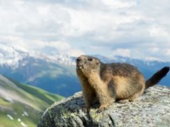Po zimie są chudsze o połowę. Świstaki w Tatrach wyszły na powierzchnię