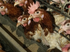 Pół miliona ptaków w 10 nowych ogniskach HPAI. Najwięcej na Mazowszu