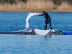 Nowe informacje w sprawie wieloryba Timmy’ego. "Sytuacja jest krytyczna"