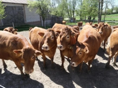 Ceny bydła spadają. Ubojnie już tną stawki – ile płacą?