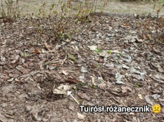 To już jest patologia. Idą do ogrodu botanicznego, niszczą wyposażenie i kradną całe rośliny