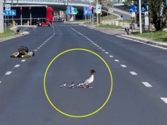 Nurogęsi zablokowały ruchliwą trasę w Warszawie. To już tradycja