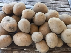 Produkcja ziemniaka nieopłacalna