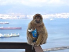 Małpy z Gibraltaru dziwnie się zachowują. Zaczęły zajadać się ziemią