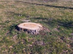 Wlej do pnia. Nie zostanie po nim nawet ślad