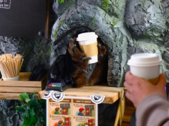 Niedźwiedź serwuje kawę w Krakowie. Takiej kawiarni jeszcze nie było