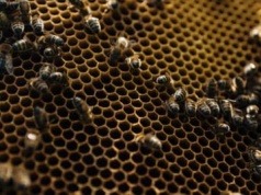 Afera, jakiej się nie spodziewaliście: prawica oskarża rząd o zamach na pszczoły miodne