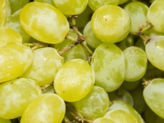 Ostatni dzwonek, by zrobić to przy winorośli. Inaczej plony przepadną