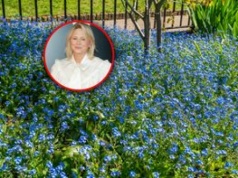 Zasiej zamiast trawy. Lista alternatyw od Mai Popielarskiej jest długa