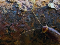 Nocne spotkanie w kuchni. Dlaczego z karaluchami nie wygrasz na własną rękę?