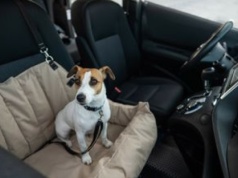 Nowe przepisy dla podróżujących z psem i kotem po UE