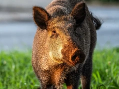 Zamiast strzelać do dzików, posadzili kwiaty. Zwierzęta omijają je z daleka