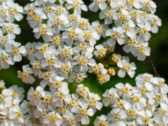 Ogród kwitnie non stop aż do jesieni. Wystarczyło posadzić specjalne rośliny