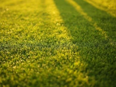 Wsypałam 3 łyżki i mech zniknął. Dopiero potem zrozumiałam dlaczego