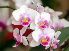 Dwie łyżeczki i storczyk ruszył z miejsca. Tak pobudzam go do kwitnienia