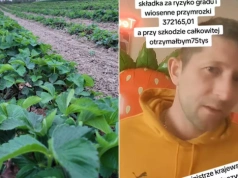 Ubezpieczenie truskawek od przymrozków i gradu? Proponowana składka zwala z nóg