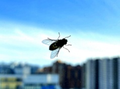 Pryskam przy oknie i mam spokój na cały dzień. Muchy omijają mój dom szerokim łukiem