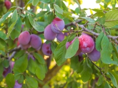 Wlałam 2 litry pod drzewko i zobaczyłam różnicę. Domowy miks ogrodniczki z Południowej Ameryki