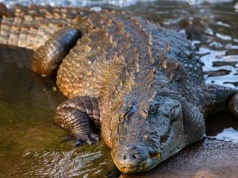 Krokodyl włamał się do hotelu w kurorcie. Usiadł na ladzie w bufecie