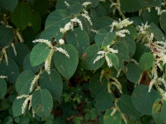 Tej rośliny lepiej nie mieć w ogrodzie. Nawet milion złotych kary, w skrajnych przypadkach więzienie