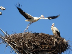 Blaski i cienie bocianiego życia | WIDEO