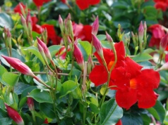 Przyciąga wzrok i długo kwitnie. Ten balkonowy hit wypiera pelargonie