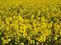 Skażony nawóz zniszczył rzepak. Rolnik po długim procesie wywalczył ponad 300 tys. zł odszkodowania