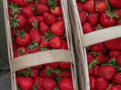 Na Broniszach początek sezonu owoców i warzyw spod osłon