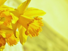 Rzeszów zakwitnie na żółto. Nadchodzi finał VI edycji akcji „Pola Nadziei”