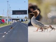 Warszawa: pierwsza w sezonie rodzina nurogęsi bezpiecznie dotarła nad Wisłę