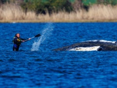 Pojawiła się szansa na uratowanie humbaka Timmy'ego. Taki jest nowy plan