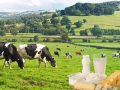 Masło mocno tanieje. Ceny mleka znów spadają na świecie