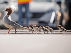 Nurogęsi bezpiecznie dotarły z Łazienek Królewskich do Wisły. Wolontariusze i służby czuwały nad nimi