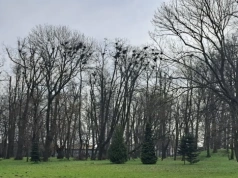 Gawrony zniknęły z Mysłowic. Wyniki inwentaryzacji RDOŚ