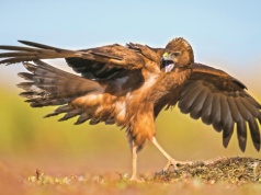 Ten ptak to urodzony zabójca. Ale gniazda buduje na ziemi