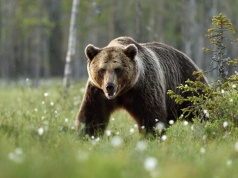 Tragedia na Podkarpaciu. Niedźwiedź zabił 58-latkę w lesie